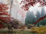 Several Japanese Maple Trees in the Fall Photographic Print by Darlyne A. Murawski