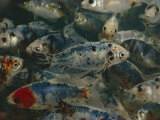 Close-up of a School of Goldfish Fotografie-Druck von Paul Zahl
