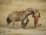 A Spotted Hyena Carries a Piece from a Zebra Carcass Photographic Print by Tim Laman