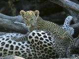 A Leopard Cub, Panthera Pardus, Prepares to Nurse Photographic Print by Beverly Joubert