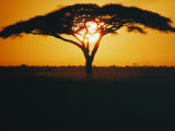 Sunset and Trees, Serengeti Plains, Tanzania Photographic Print by Skip Brown