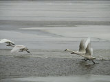 Swans Run Across the Waters Surface as They Prepare for Flight Photographic Print by Medford Taylor