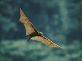 A Golden-Crowned Flying Fox in Flight Photographic Print
