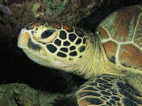 Close View of a Sea Turtles Head Photographic Print