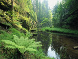 Woodland View with Ferns Along Stream Photographic Print by Norbert Rosing