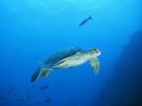 Green Sea Turtle, off Sipadan Island, East Malaysia Photographic Print by Joe Stancampiano