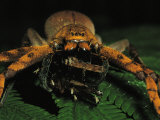 A Furry Spider Preys on an Insect Photographic Print