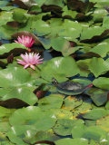 A Painted Turtle Rests on a Water Lily Pad Near Two Pink Flowers Photographic Print by George Grall
