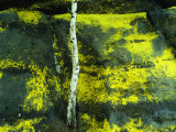Sulfur Lichens and Birch Tree in Spring in the Elbsandstein Region Photographic Print by Norbert Rosing