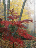 Japanese Maple Leaves in the Fall Photographic Print by Darlyne A. Murawski