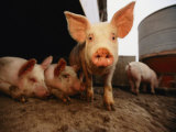 A Cute Pig Looks up His Snout at the Photographer Photographic Print by Joel Sartore