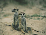 Meerkats Pose for the Camera Photographie par Nicole Duplaix