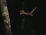 Kuhls Flying Gecko About to Land on a Tree Photographic Print by Tim Laman
