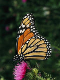 A Monarch Butterfly Sits on a Thistle Flower Photographic Print by George Grall