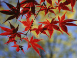 Close Views of Japanese Maple Leaves Photographie par Darlyne A. Murawski