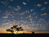 A Twilight View of a Lone Tree Silhouetted by the Setting Sun Photographic Print by Nicole Duplaix