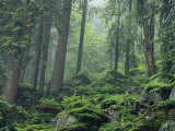 Moss-Covered Rocks Fill a Misty Wooded Hillside Fotoprint van Norbert Rosing Moss-Covered Rocks Fill a Misty Wooded Hillside Fotoprint van Norbert Rosing