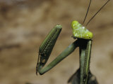 A close view of a Costa Rican praying mantis Lámina fotográfica A close view of a Costa Rican praying mantis Lámina fotográfica