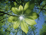 La luz del sol se filtra entre las hojas de un árbol sombrilla Lámina fotográfica por Raymond Gehman La luz del sol se filtra entre las hojas de un árbol sombrilla Lámina fotográfica por Raymond Gehman