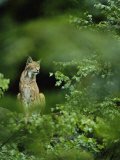 Lynx in woodland Lámina fotográfica por Norbert Rosing