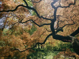 The Gnarled Branches of a Japanese Maple Tree in Spring Photographic Print by Darlyne A. Murawski