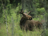 A Moose Stands in Tall Grass Photographic Print by Melissa Farlow