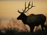 A Caribou is Silhouetted against a Cloudy Twilight Sky Photographic Print by Joel Sartore