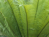 Gros plan des feuilles d'un palmier Photographie par Nicole Duplaix