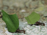 A Close View of Leaf-Cutter Ants Toting Leaf Pieces to Their Nest Photographic Print