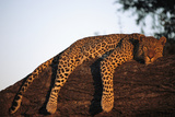 A Leopard, Panthera Pardus, Rests on a Large Tree Limb Photographie par Beverly Joubert