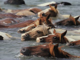 Wild Chincoteague Ponies Swim the Assateague Channel to Auction Photographic Print by Medford Taylor