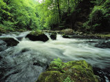 Woodland Stream and Rapids, Time Exposure Photographic Print by Norbert Rosing