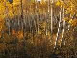 A Stand of Aspen Trees Displaying Autumn Colors Photographie par Melissa Farlow
