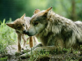 Mexican Gray Wolves Photographie par Joel Sartore