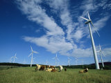 Rinder grasen in der Nähe von Windmühlen Fotografie-Druck von Steve Winter