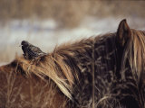 A Grackle Perches in the Mane of a Wild Chincoteague Pony Photographie par Medford Taylor
