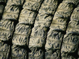 A Close View of the Scales on the Back of an American Alligator Photographic Print by Stephen St. John