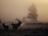 A Bull Elk Stands with Two Females in the Twilight Haze Photographic Print by Michael S. Quinton
