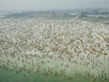 Crowds of People at Jones Beach Photographic Print by Robert Sisson