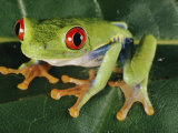 Close-up of a Tree Frog Fotografie-Druck von Paul Zahl