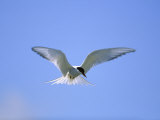 An Arctic Tern Hovers in Mid-Air Photographic Print by Norbert Rosing