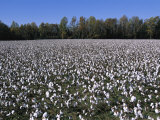 View of a Large Cotton Field in North Carolina Lámina fotográfica View of a Large Cotton Field in North Carolina Lámina fotográfica