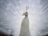 A White Peacock, Pavo Sp Photographic Print by Joel Sartore