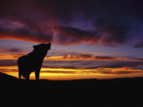 Silhouette of a Gray Wolf at Sunset Fotografie-Druck von Norbert Rosing
