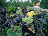 Grapes on a Vine in an Orchard in Umbria Photographic Print by Tino Soriano