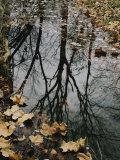 Autumn Leaves Floating in Israel Creek Photographic Print by Paul Zahl