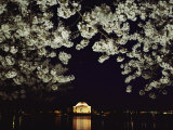 Japanese Cherry Blossoms Frame a Night View of the Jefferson Memorial Photographic Print by Kenneth Garrett