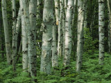 Birch Trees and Ferns in Woodland Scene Photographie