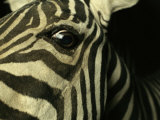 Close View of Zebra Face Photographic Print by Steve Winter