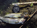 A Pair of Cutthroat Trout, Salmo Clarki, and a Reel Lie on a Bank Photographic Print by Bill Curtsinger